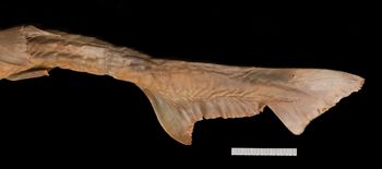 Media type: image;   Ichthyology 38614 Aspect: caudal fin,description